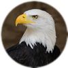 Small_1504193872-bald_eagle_portrait